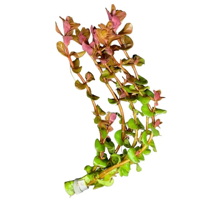 Green and pink Rotala Macrandra aquatic plant with white base