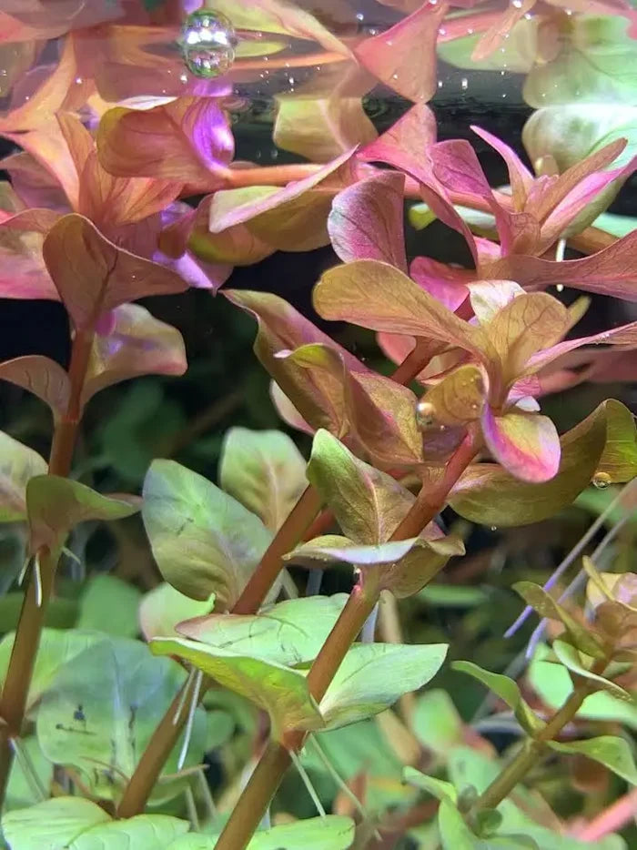 Rotala macrandra — live red aquarium stem plant with glossy leaves