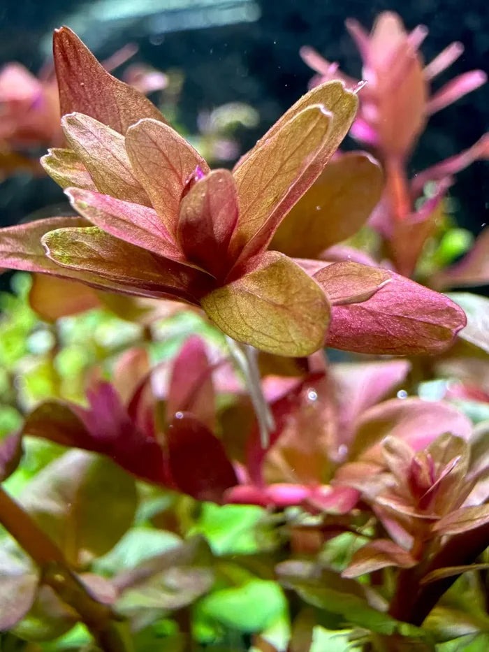 Rotala macrandra — live aquarium stem plant with rose-red leaves