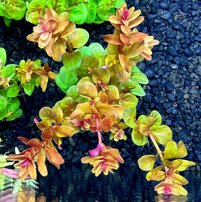 Golden-hued Rotala Macrandra with vibrant pink aquatic flowers