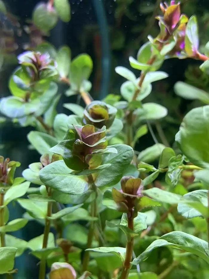 Rotala Macrandra green aquatic plant with rounded leaves and purple buds