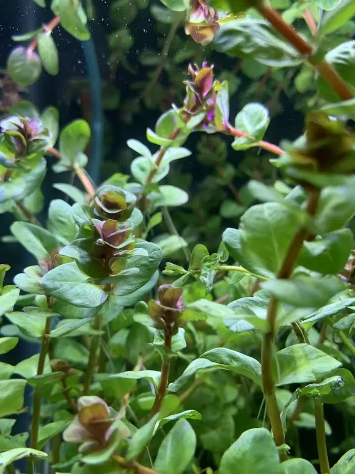 Rotala Macrandra green aquatic plant with small leaves and purple buds in water