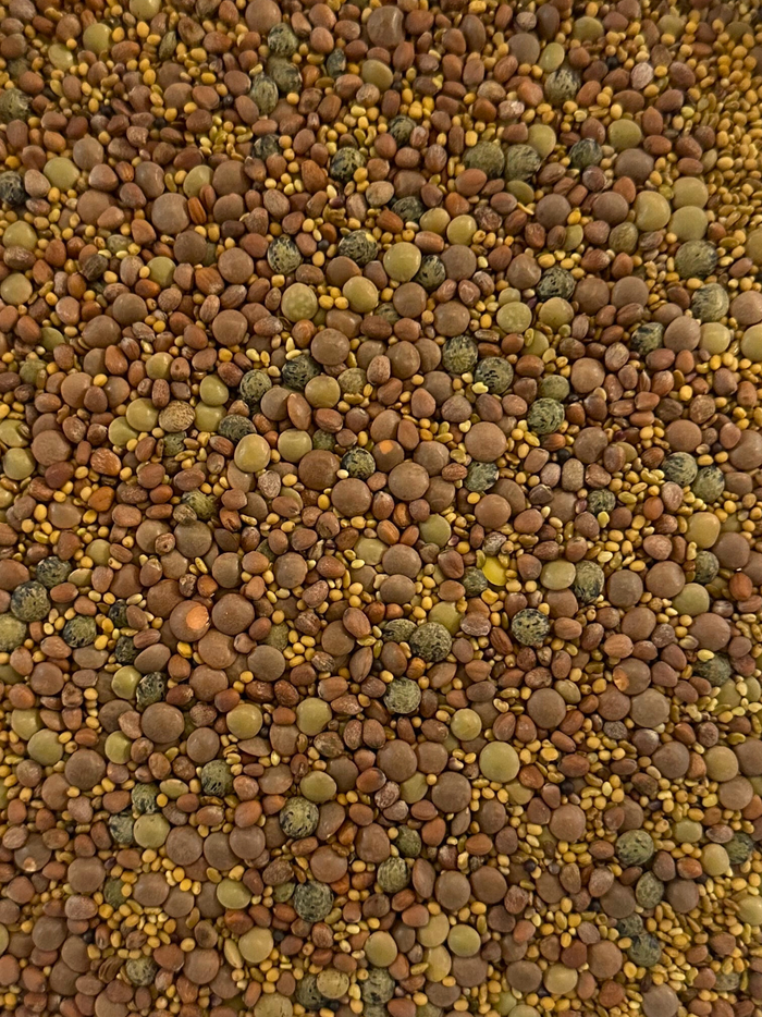 Spicy Lentil Crunch Sprouting Seeds