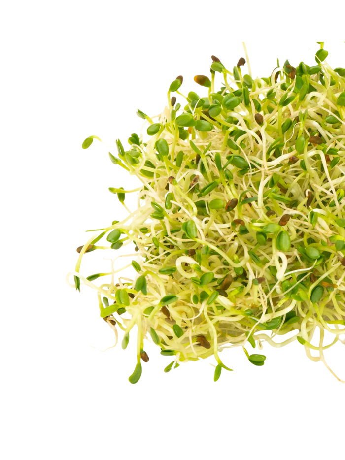 Spicy Lentil Crunch Sprouting Seeds