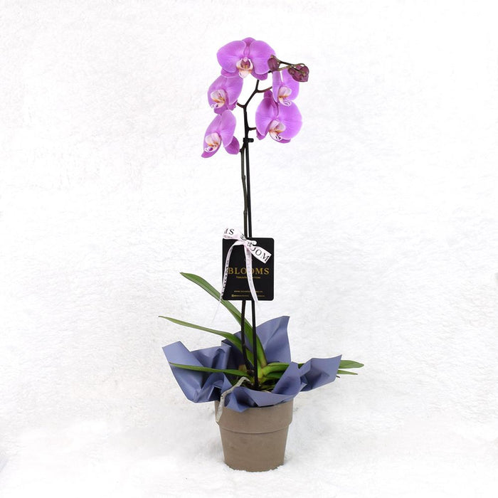Valentine's Day Pink Orchid Ceramic Plant – the plant
