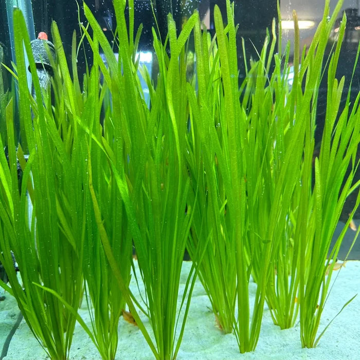 Vallisneria Spiralis green aquatic plant in aquarium, tall slender leaves