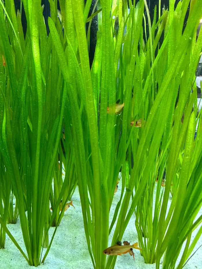 Vallisneria Spiralis green aquatic plant with long slender leaves