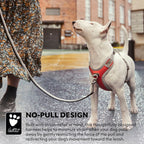 eco-venture-no-pull-dog-harness-buckthorn